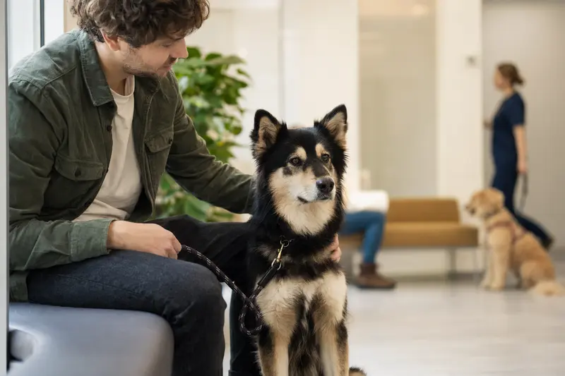 Ein Lappländischer Rentierhund sitzt ruhig neben seinem Besitzer im hellen Wartezimmer einer modernen Tierarztpraxis.
